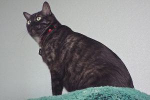 Picture of Kalypso