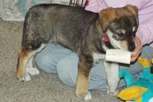 Picture of Lucky