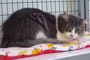 Picture of Moonshadow