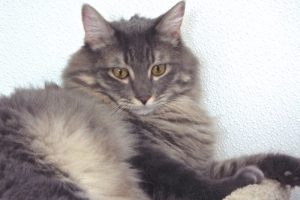 Picture of Mufasa