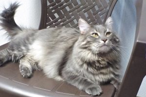 Picture of Mufasa