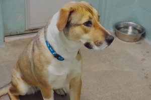 Picture of Rosie