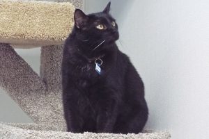 Picture of Sawyer