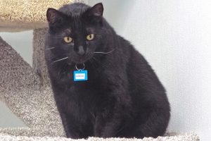 Picture of Sawyer