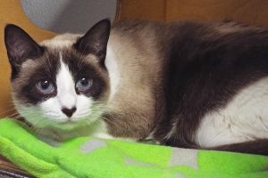Picture of Skitty