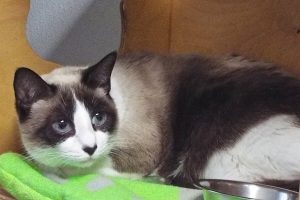 Picture of Skitty