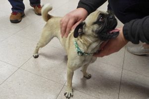 Picture of Stella