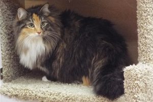 Picture of Sunshine Kitty