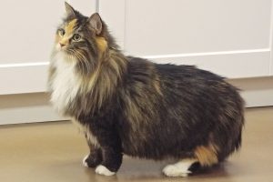 Picture of Sunshine Kitty
