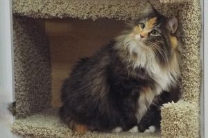 Picture of Sunshine Kitty
