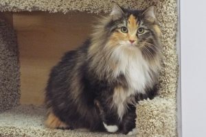 Picture of Sunshine Kitty
