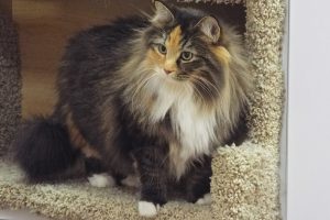 Picture of Sunshine Kitty