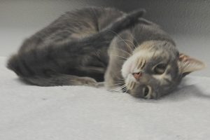 Picture of Bluebell