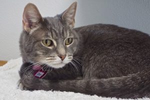 Picture of Bluebell