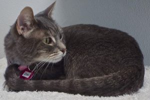 Picture of Bluebell