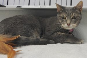 Picture of Bluebell