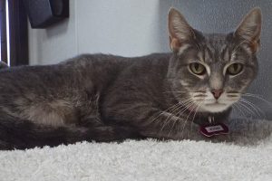 Picture of Bluebell