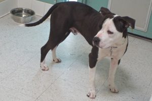Picture of Apollo