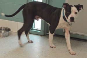 Picture of Apollo
