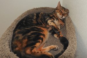 Picture of Asha