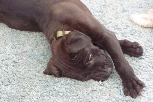 Picture of Atticus