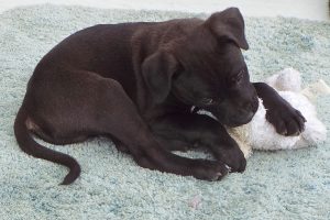Picture of Atticus