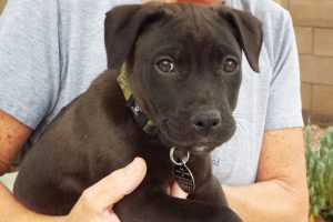 Picture of Atticus