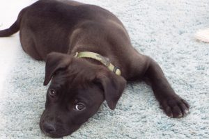Picture of Atticus