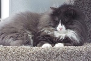 Picture of Benji