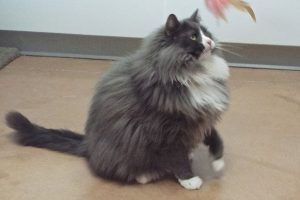Picture of Benji