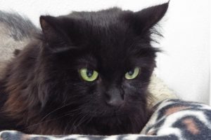 Picture of Black Velvet
