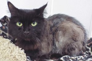 Picture of Black Velvet