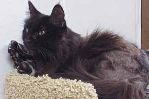 Picture of Black Velvet