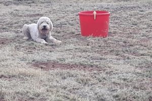 Picture of Blanco