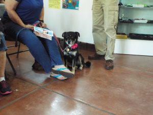 Picture of Blessing of the Animals 2019