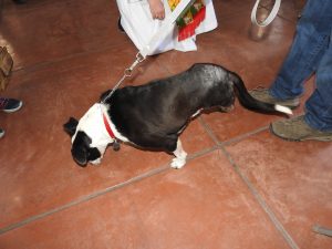 Picture of Blessing of the Animals 2019