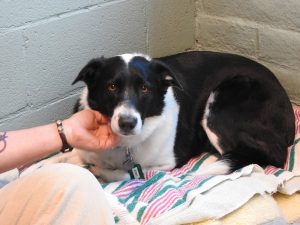 Picture of Blessing of the Animals 2019