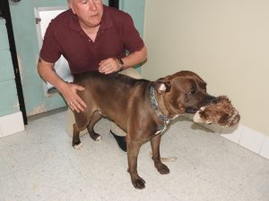 Picture of Blessing of the Animals 2019