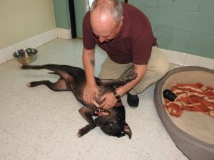 Picture of Blessing of the Animals 2019