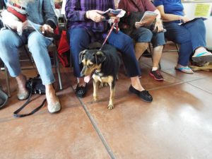 Picture of Blessing of the Animals 2019