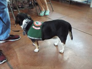 Picture of Blessing of the Animals 2019