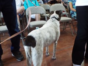 Picture of Blessing of the Animals 2019