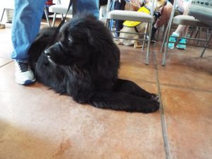 Picture of Blessing of the Animals 2019