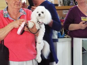 Picture of Blessing of the Animals 2019