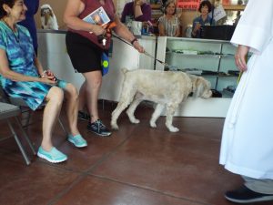 Picture of Blessing of the Animals 2019