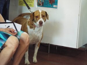 Picture of Blessing of the Animals 2019