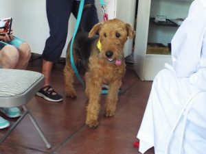 Picture of Blessing of the Animals 2019