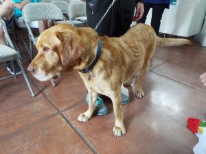 Picture of Blessing of the Animals 2019