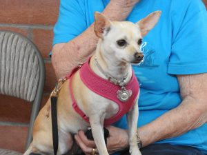 Picture of Blessing of the Animals 2019