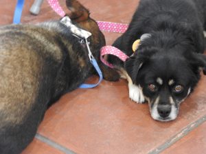 Picture of Blessing of the Animals 2019